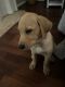 Labrador Retriever Puppies for sale in Slidell, Louisiana. price: $500