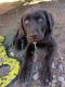 Labrador Retriever Puppies for sale in Sierra Vista, Arizona. price: $375