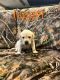 Labrador Retriever Puppies for sale in Ofallon, Missouri. price: $2,500
