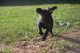 Labrador Retriever Puppies for sale in Lakeland, Florida. price: $2,500