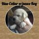 Labrador Retriever Puppies for sale in Syracuse, NY, USA. price: NA