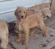 Labrador Retriever Puppies for sale in 56129 Van Dyke Ave, Shelby Township, MI 48316, USA. price: NA