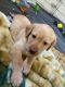 Labrador Retriever Puppies for sale in Ruckersville, Virginia. price: $800