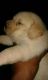 Labrador Retriever Puppies for sale in Hisar, Haryana 125001, India. price: 10000 INR