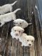 Labrador Retriever Puppies for sale in Moe, Victoria. price: $1,200