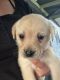 Labrador Retriever Puppies for sale in Moe, Victoria. price: $800