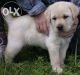Labrador Retriever Puppies for sale in Nagpur, Maharashtra 440001, India. price: 6000 INR