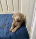 Labrador Retriever Puppies for sale in Miami, FL, USA. price: $1,200