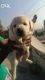 Labrador Retriever Puppies for sale in hyderabad, Ambavaram, Andhra Pradesh 523112, India. price: 7000 INR