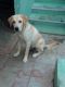 Labrador Retriever Puppies for sale in Tiruchirappalli, Tamil Nadu, India. price: 5000 INR