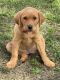 Labrador Retriever Puppies for sale in Bushnell, Florida. price: $400