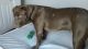 Labrador Retriever Puppies for sale in Yucca, AZ 86438, USA. price: NA