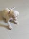 Labrador Retriever Puppies for sale in Navsari, Gujarat 396445, India. price: 7000 INR