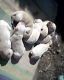 Labrador Retriever Puppies for sale in Wani, Maharashtra 445304, India. price: 8000 INR