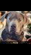 Labrador Retriever Puppies for sale in Elizabeth City, North Carolina. price: $1,200