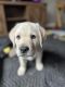Labrador Retriever Puppies for sale in Eagan, Minnesota. price: $300