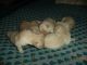 Labrador Retriever Puppies for sale in Guntur, Andhra Pradesh, India. price: 7000 INR