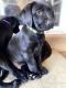 Labrador Retriever Puppies for sale in Toowoomba, Queensland. price: $1,200