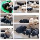 Labrador Retriever Puppies for sale in Bangalore, Karnataka. price: 10,000 INR