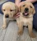 Labrador Retriever Puppies for sale in Toronto, Ontario. price: $800