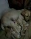 Labrador Retriever Puppies for sale in Wani, Maharashtra 445304, India. price: 8000 INR