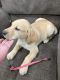 Labrador Retriever Puppies for sale in Katy, Texas. price: NA