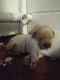 Labrador Retriever Puppies for sale in Thomasville, North Carolina. price: $2,000