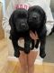 Labrador Retriever Puppies for sale in Parkersburg, West Virginia. price: $1,200