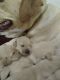Labrador Retriever Puppies for sale in Thomasville, North Carolina. price: $1,500