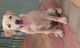 Labrador Retriever Puppies for sale in Mangaluru, Karnataka 575001-575022, India. price: 9000 INR