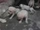 Labrador Retriever Puppies for sale in Nagpur, Maharashtra 440001, India. price: 8000 INR