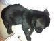 Labrador Retriever Puppies for sale in Thane, Maharashtra 400601, India. price: 5000 INR