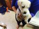 Labrador Retriever Puppies for sale in Norfolk, VA, USA. price: NA