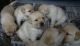 Labrador Retriever Puppies for sale in Knoxville, TN, USA. price: $500