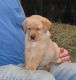 Labrador Retriever Puppies for sale in Bridgeville, DE 19933, USA. price: NA