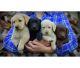 Labrador Retriever Puppies for sale in Oakland Gardens, Queens, NY 11364, USA. price: $300