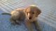 Labrador Retriever Puppies for sale in Delaware, USA. price: NA