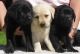 Labrador Retriever Puppies for sale in Alaska, USA. price: NA