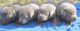 Labrador Retriever Puppies for sale in Frisco, TX, USA. price: NA