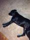 Labrador Retriever Puppies for sale in Charter Twp of Clinton, MI, USA. price: NA