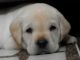 Labrador Retriever Puppies for sale in New Delhi, Delhi 110001, India. price: 18000 INR