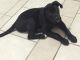 Labrador Retriever Puppies for sale in Cape Coral, FL, USA. price: $300