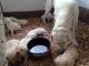 Labrador Retriever Puppies for sale in Cape Coral, FL, USA. price: $700