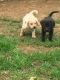 Labrador Retriever Puppies for sale in Huntington, WV, USA. price: NA