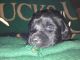 Labrador Retriever Puppies for sale in Grand Rapids, MI, USA. price: $1,250
