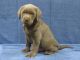 Labrador Retriever Puppies for sale in Berlin, OH 44654, USA. price: $900