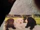 Labrador Retriever Puppies for sale in Ocala, FL, USA. price: $650
