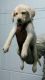 Labrador Retriever Puppies for sale in Salem, Tamil Nadu 636001 - 636010, India. price: 4,000 INR