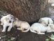 Labrador Retriever Puppies for sale in Surat, Gujarat, India. price: 27000 INR