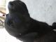 Labrador Retriever Puppies for sale in New Delhi, Delhi 110001, India. price: 5500 INR